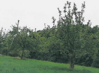 Hofladen Familie Schmidt - Obstwiese