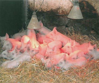 Hofladen Familie Schmidt - Tierzucht Ferkel
